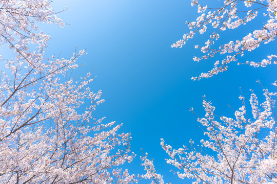 桜　青空　コピースペース