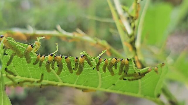 Macro footage captures a colony of vibrant yellow caterpillars with distinct black head capsules and fine white hairs feeding gregariously on a bright green leaf. 