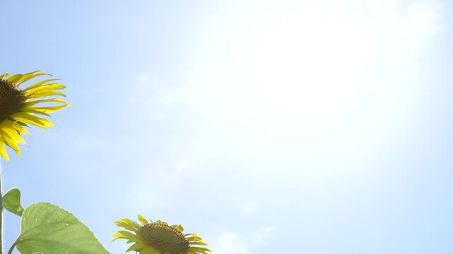 風に揺れるヒマワリと太陽の4Kティルトダウン動画(4K 120fpsを30fpsに編集)