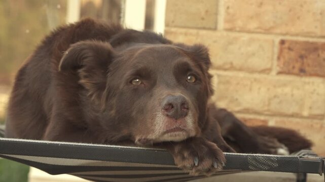 Slow Push In on Brown Kelpie Dog Resting on Bed in Afternoon Sun, Relaxed Pet Lifestyle
