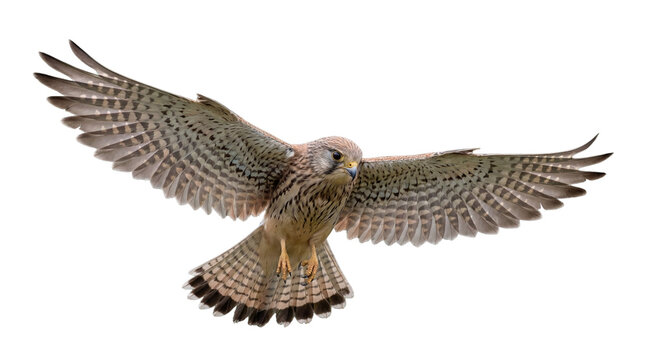 Common kestrel in mid air with wings spread wide reaching forward while hunting small prey isolated on transparent background