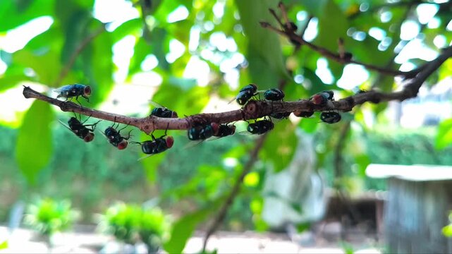 Group of small insects gathered on thin tree branch in green natural environment with soft background blur and daylight illumination. Nature concept