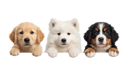 Obraz premium isolated Three adorable puppies with golden white and black fur peeking over a surface on transparent background
