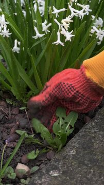 Hands in orange gloves pulling weeds from wet black soil, gardening work close-up