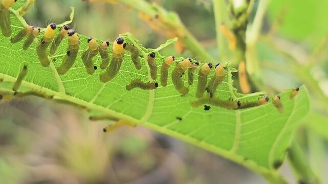 Macro footage captures a colony of vibrant yellow caterpillars with distinct black head capsules and fine white hairs feeding gregariously on a bright green leaf.