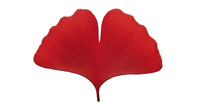 Vibrant red ginkgo leaf with distinct lobes and veins on white background isolated on white background