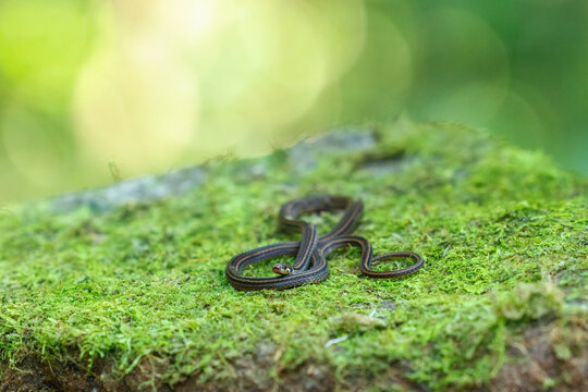 Rare Barbour's Tropical Ground Snake (Trimetopon barbouri) crawling on a bed of green moss, showing its dark striped body and distinctive light collar.