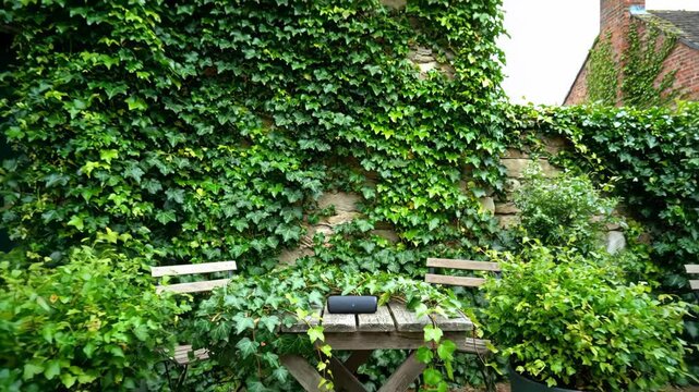 Portable bluetooth speaker on weathered wood with lush ivy plants, outdoor setting.