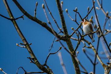 Obraz premium Ein Vogel sitzt auf einem Ast in einem Baum unter blauem Himmel im Frühling