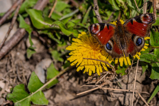 Ein Schmetterling sitzt auf einer gelben Blume im Fr&uuml;hling in einem Garten
