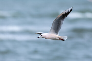 Fototapeta premium seagull seabird in flight fishing in the Comacchio valleys