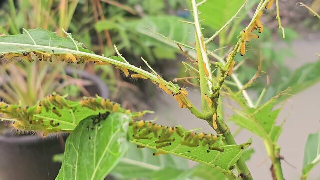 A macro view shows a dense cluster of small, yellow, fuzzy caterpillars with distinct black heads voraciously feeding on a green leaf. The swarm is congregated along the chewed edge of the leaf. 