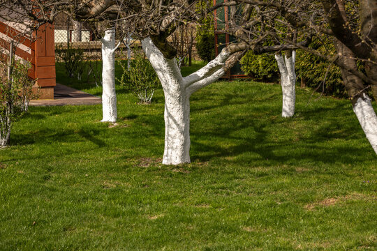 White painted trees in the orchard, protection of tree bark against low temperatures, white quicklime diluted with water for painting trees in the orchard,