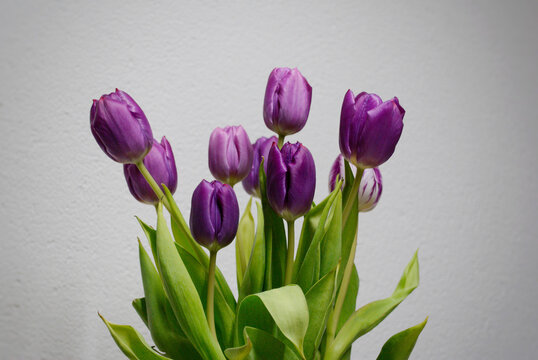Ramo de tulipanes morado