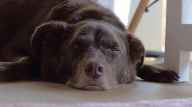 Close up of sleepy brown border collie kelpie mix falling asleep with legs splayed relaxed dog. Brown eyes becoming tired and heavy