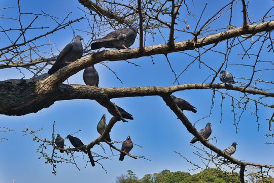 鳩の群れ