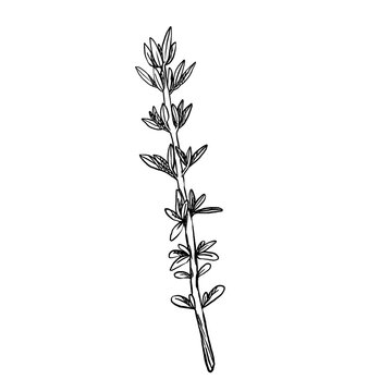 Black and white vector illustration of thyme sprig in minimal line art style. Straight stem with paired narrow pointed leaves. Clean lines. Great for logos, menu icons, and craft packaging.
