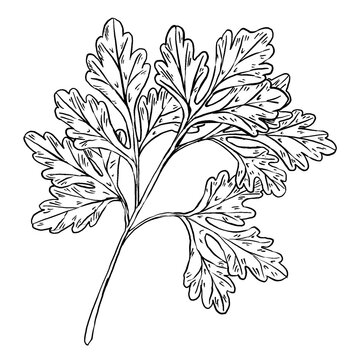 Black and white vector illustration of parsley or cilantro sprig in engraving style. Branching stem with serrated lobed leaves. Detailed hatching. Great for spice labels, menus, and cookbook art