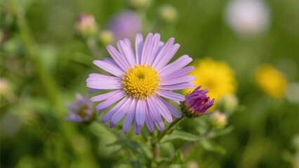 Obraz premium A delicate purple aster flower with a yellow center, blooming in a sunlit garden among other flowers and green foliage
