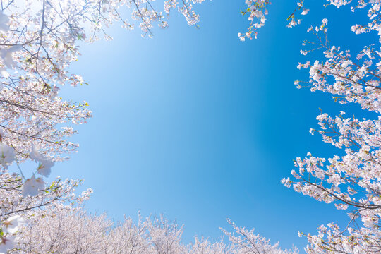 桜　青空　コピースペース