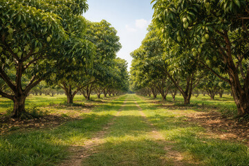 Fototapeta premium A serene mango orchard with rows of trees and a clear sky.