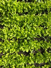 Fototapeta premium Grass texture, green background. Fresh salads, growth of nutritious food.