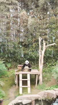 대나무 숲 배경의 평상에 앉아 대나무를 맛있게 먹고 있는 귀여운 자이언트 판다 (Adorable giant panda sitting on a wooden platform and eating bamboo in front of a bamboo forest)