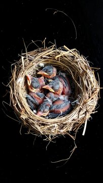 A nest with several small, blind, featherless birds