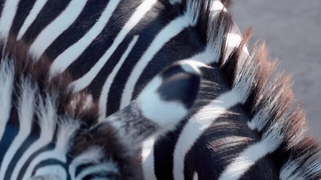 Close up of zebra stripes with mane moving in sunlight, nature footage