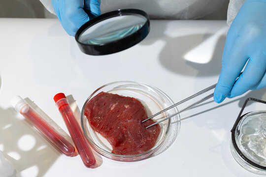 Scientist in lab coat examining cultured meat sample in petri dish with magnifying glass and tweezers. In vitro cultivation process for artificial meat production to address global hunger and promote