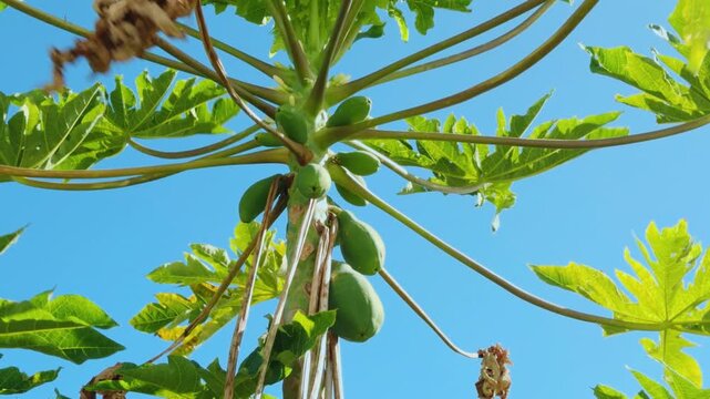 The papaya, papaw, or pawpaw is the plant species Carica papaya. family Caricaceae. USS Missouri (BB-63) - Battleship Museum
