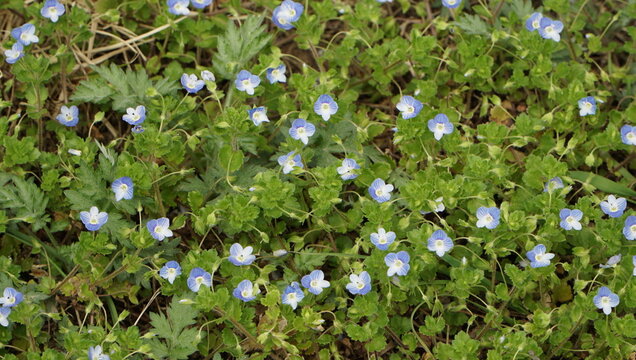 Bird's-eye speedwell