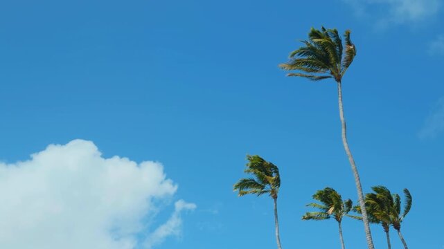  The coconut (Cocos nucifera) is a member of the palm family (Arecaceae) and the only living species of the genus Cocos.  Koko Kai Beach Mini Park / China Walls. Honolulu, Ohau, Hawaii. 