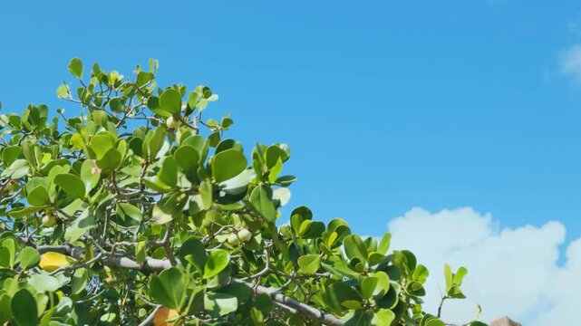 Clusia rosea, autograph tree, copey, cupey, balsam apple, pitch-apple, and Scotch attorney. family Clusiaceae. Koko Kai Beach Mini Park / China Walls. Honolulu, Ohau, Hawaii. 