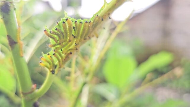 Macro footage captures a colony of vibrant yellow caterpillars with distinct black head capsules and fine white hairs feeding gregariously on a bright green leaf.
