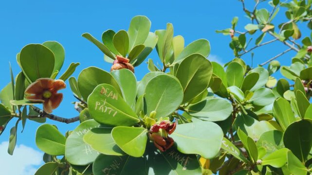 Clusia rosea, autograph tree, copey, cupey, balsam apple, pitch-apple, and Scotch attorney. family Clusiaceae. Koko Kai Beach Mini Park / China Walls. Honolulu, Ohau, Hawaii. 