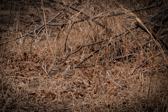 Three-banded courser pair camouflaged in dry grass Zambia