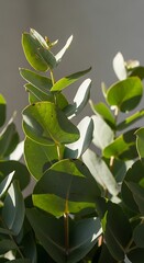 Fototapeta premium Close up of vibrant green eucalyptus leaves with soft sunlight filtering through, highlighting their natural beauty and delicate structure