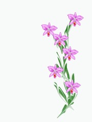 Obraz premium Hand drawn orchid flower illustration with expressive stroke