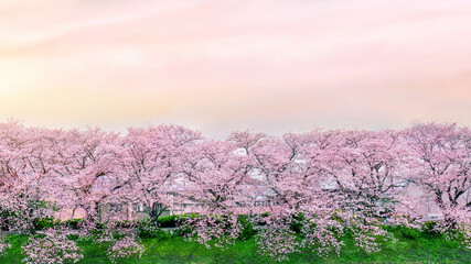 Naklejka premium Row of Cherry blossoms trees in Japan. Soft tone background.