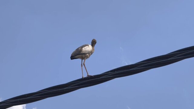 Asian Openbill stork (Anastomus oscitans) perched gracefully on a thick twisted electrical cable against a clear blue sky. 