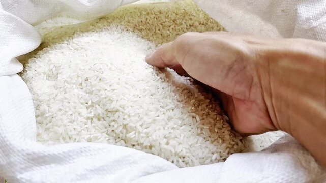 rice grain texture. Harvesting and farming,pouring rice grains by hand