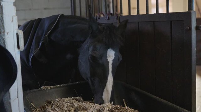 Domesticated black horse wearing a blanket eating hay and grain from a feeder inside a stable