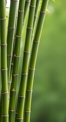 Obraz premium Close-up of vibrant green bamboo stalks with segmented stems and soft blurred background, symbolizing nature and growth