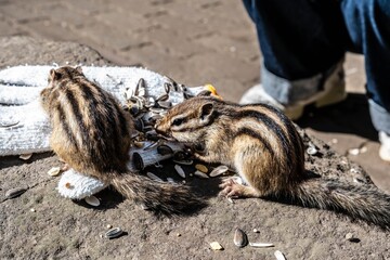 Adorable chipmunks eating seeds from a glove in a Hokkaido park. © Seiya