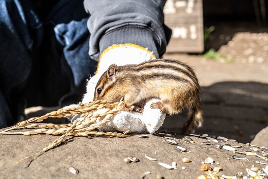 An Ezo chipmunk fills its full cheeks with autumn rice from a human hand.