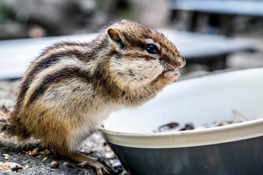Adorable chipmunk stuffing its cheeks with seeds in a Hokkaido park.