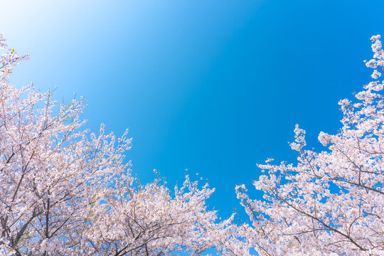 桜　青空　コピースペース