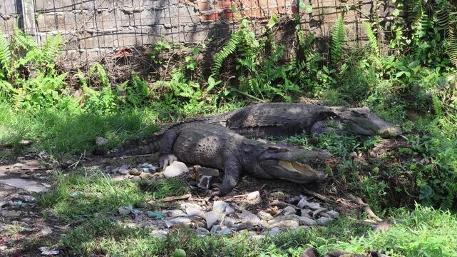 ​A smooth panning shot of two large crocodiles basking in a grassy enclosure during a sunny day at a wildlife park, with one crocodile opening its mouth wide in a natural predatory display.
