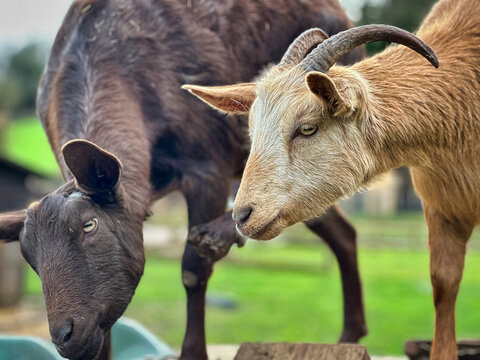 Two Goats Standing in a Green Grass Field on a Farm